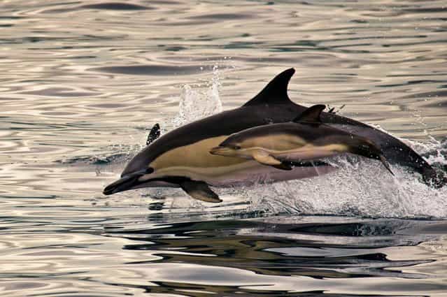 A baby dolphin leaps alongside its mother during their swim near Sao Miguel Island in the Azores region, Portugal, on August 7, 2013. (Photo by Sascha Losko/Solent News & Photo Agency)