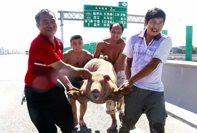 Four men lift a pig that was loose after a van carrying 12 pigs overturned on a highway in Fuzhou, Fujian province, on August 5, 2013. One pig died from heat exposure after following the accident. (Photo by Reuters)