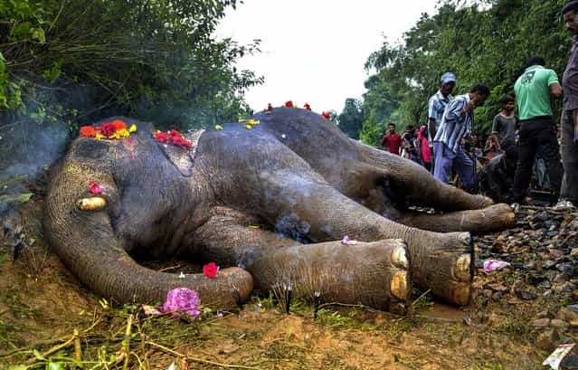 Incense sticks offered by villagers surround a a wild elephant that was killed when it was hit by a train while working on a railway track in Nagaon, on August 7, 2013. The elephant was struck by a passenger train while crossing a railway track. (Photo by Reuters)
