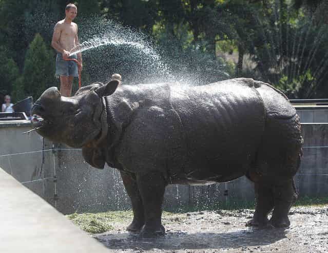 Warsaw Zoo attendant Piotr Trochim sprays a rhinoceros with water to help it fight rare, extreme heat reaching 38 degrees Celsius (100.4 Fahrenheit) in Warsaw, Poland, on Thursday, August 8, 2013, the year's hottest day in Poland. (Photo by Czarek Sokolowski/AP Photo)