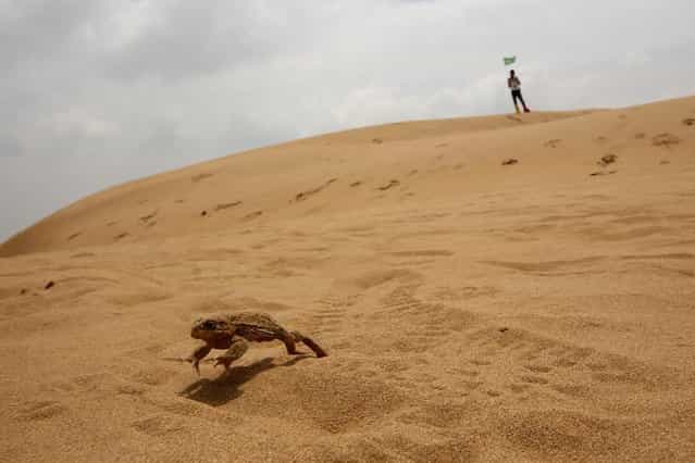 A sand frog jumps as a toursit standing behind in Xiangshawan Desert, also called Sounding Sand Desert on July 18, 2013 in Ordos of Inner Mongolia Autonomous Region, China. Xiangshawan is China's famous tourist resort in the desert. It is located along the middle section of Kubuqi Desert on the south tip of Dalate League under Ordos City. Sliding down from the 110-metre-high, 45-degree sand hill, running a course of 200 metres, the sands produce the sound of automobile engines, a natural phenomenon that nobody can explain. (Photo by Feng Li/Getty Images)