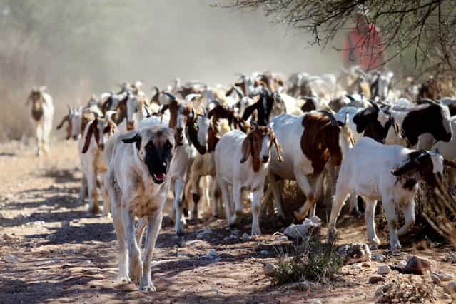 Anatolian Shepherd dog Bonzo (L) leads a herd of goats on Retha Joubert's farm near near Gobabis, east of the capital Windhoek, on August 15, 2013. Five-year old Bonzo is part of the Cheetah Conservation Fund (CCF) which breeds the dogs near northern city Otjiwarongo. The dog's behavior, harnessed in Turkey thousands of years ago, saves sheep and goats. But it has also handed a lifeline to Namibia's decimated cheetah numbers by reducing conflicts between farmers and predators. The center started breeding the livestock dogs to promote cheetah-friendly farming after some 10,000 big cats – the current total worldwide population – were killed or moved off farms in the 1980s. (Photo by Jennifer Bruce/AFP Photo)