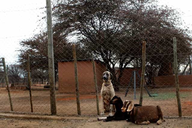 An Anotolian Sheperd dog and two goats sit at The Cheetah Conservation Fund (CCF) in Otjiwarongo, Namibia, on August 13, 2013. The CCF started breeding Anatolian livestock dogs to promote cheetah-friendly farming after some 10,000 big cats – the current total worldwide population – were killed or moved off farms in the 1980s. Up to 1,000 cheetahs were being killed a year, mostly by farmers who saw them as livestock killers. But the use of dogs has slashed losses for sheep and goat farmers and led to less retaliation against the vulnerable cheetah. (Photo by Jennifer Bruce/AFP Photo)