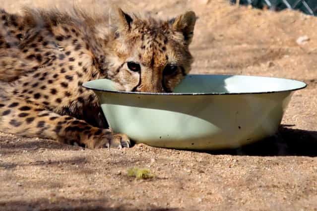 A cheetah eats at The Cheetah Conservation Fund (CCF) center in Otjiwarongo, Namibia, on August 13, 2013. The CCF started breeding Anatolian livestock dogs to promote cheetah-friendly farming after some 10,000 big cats – the current total worldwide population – were killed or moved off farms in the 1980s. Up to 1,000 cheetahs were being killed a year, mostly by farmers who saw them as livestock killers. But the use of dogs has slashed losses for sheep and goat farmers and led to less retaliation against the vulnerable cheetah. (Photo by Jennifer Bruce/AFP Photo)