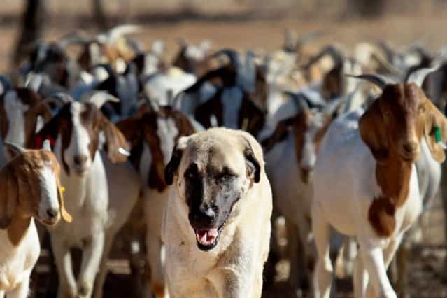 Anatolian Shepherd dog Bonzo (C) leads a herd of goats on Retha Joubert's farm near near Gobabis, east of the capital Windhoek, on August 15, 2013. Five-year old Bonzo is part of the Cheetah Conservation Fund (CCF) which breeds the dogs near northern city Otjiwarongo. The dog's behavior, harnessed in Turkey thousands of years ago, saves sheep and goats. But it has also handed a lifeline to Namibia's decimated cheetah numbers by reducing conflicts between farmers and predators. The center started breeding the livestock dogs to promote cheetah-friendly farming after some 10,000 big cats – the current total worldwide population – were killed or moved off farms in the 1980s. (Photo by Jennifer Bruce/AFP Photo)