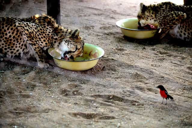 Young cheetahs eat meat at The Cheetah Conservation Fund (CCF) center in Otjiwarongo, Namibia, on August 13, 2013. The CCF started breeding Anatolian livestock dogs to promote cheetah-friendly farming after some 10,000 big cats – the current total worldwide population – were killed or moved off farms in the 1980s. Up to 1,000 cheetahs were being killed a year, mostly by farmers who saw them as livestock killers. But the use of dogs has slashed losses for sheep and goat farmers and led to less retaliation against the vulnerable cheetah. (Photo by Jennifer Bruce/AFP Photo)