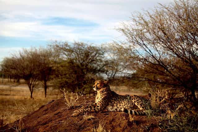 A cheetah lies at The Cheetah Conservation Fund (CCF) center in Otjiwarongo, Namibia, on August 13, 2013. The CCF started breeding Anatolian livestock dogs to promote cheetah-friendly farming after some 10,000 big cats – the current total worldwide population – were killed or moved off farms in the 1980s. Up to 1,000 cheetahs were being killed a year, mostly by farmers who saw them as livestock killers. But the use of dogs has slashed losses for sheep and goat farmers and led to less retaliation against the vulnerable cheetah. (Photo by Jennifer Bruce/AFP Photo)