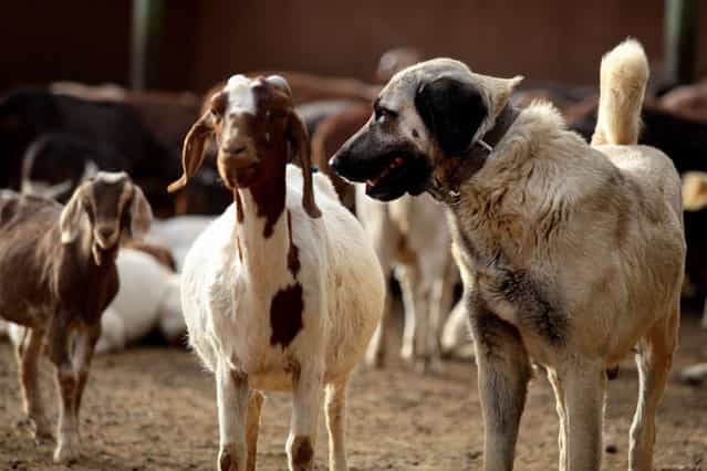 An Anatolian Shepherd dog stands with a herd of sheep and goats at the Cheetah Conservation Fund (CCF) center in Otjiwarongo, Namibia, on August 13, 2013. US doctor Laurie Marker founded the center and started breeding Anatolian livestock dogs to promote cheetah-friendly farming after some 10,000 big cats – the current total worldwide population – were killed or moved off farms in the 1980s. Up to 1,000 cheetahs were being killed a year, mostly by farmers who saw them as livestock killers. But the use of dogs has slashed losses for sheep and goat farmers and led to less retaliation against the vulnerable cheetah. (Photo by Jennifer Bruce/AFP Photo)