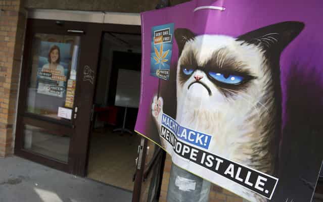 An election poster calling for the legalisation of marijuana and featuring internet meme [Grumpy Cat] hangs outside the Pirate Party's campaign headquarters in Berlin on August 16, 2013. The Pirates, who to everyone's surprise were elected into Berlin's regional parliament in September 2011, are trying to capitalise on their recent electoral gains in upcoming parliamentary elections, running on a platform of transparency in government. Germany goes to the polls on September 22, 2013. Placard reads: [Hurry up, my dope is everything]. (Photo by John Macdougall/AFP Photo)