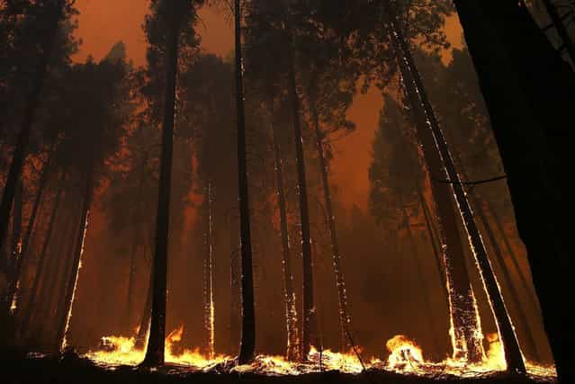 Fire consumes trees along US highway 120 as the Rim Fire burns out of control on August 21, 2013 in Buck Meadows, California. The Rim Fire continues to burn out of control and threatens 2,500 homes outside of Yosemite National Park. Over 400 firefighters are battling the blaze that is only 5 percent contained. (Photo by Justin Sullivan/AFP Photo)