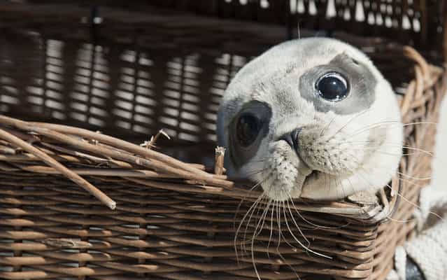 Seehund [Bruno] looks out of his transport box before making his way to the water on the beach of the island of Juist, Germany on August 14, 2013. Four young seals were released after six weeks of recovery at a rescue station in Norden-Norddeich. (Photo by Carmen Jaspersen/AFP Photo/DPA)
