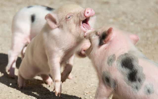 Three minipigs play in their enclosure at the Zoo in Hanover, central Germany, on August 13, 2013. Minipig mother Marianne gave birth to ten baby minipigs on July 20, 2013 at the Zoo. (Photo by Jochen Lübke/AFP Photo/DPA)