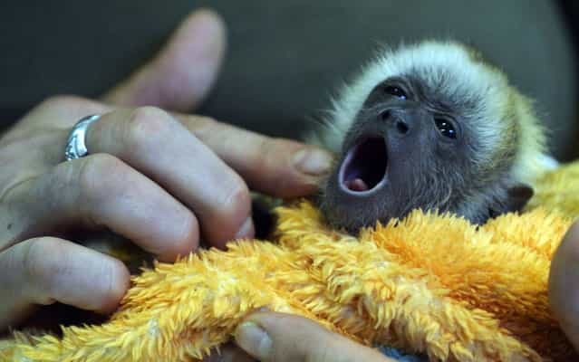 A zoo keeper holds a howler monkey baby during a press presentation in the zoo of Szeged, Hungary, on August 14, 2013. The monkey, born on July 20, is nursed by the zoo keeper as its mother does not feed it. (Photo by Csaba Segesvari/AFP Photo)
