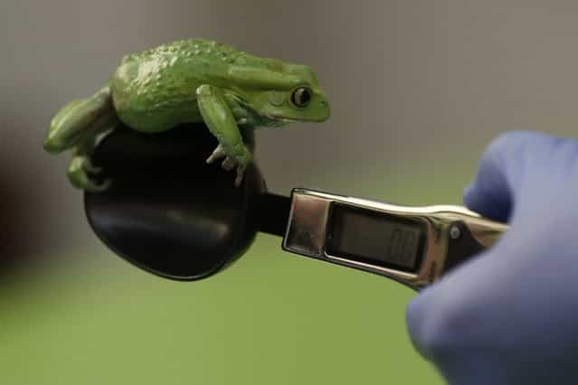 A zoo keeper weighs a waxy monkey frog during the annual weigh-in at London Zoo, London, Wednesday, August 21, 2013, where creatures are weighed and measured for their measurements to be recorded into the Zoological Information Management System (ZIMS). The frog weighted in at 40g. (Photo by Sang Tan/AP Photo)
