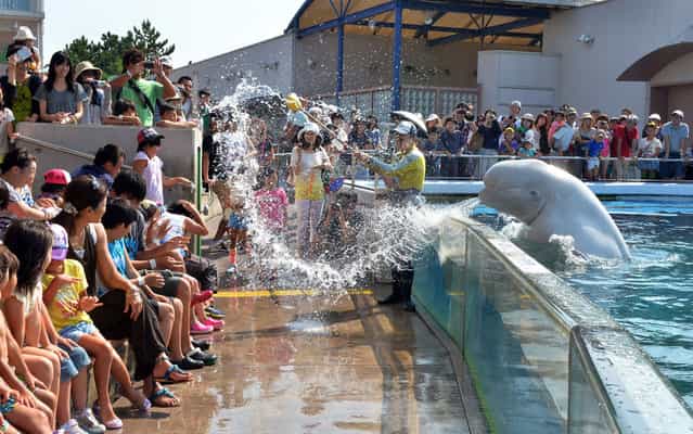 A beluga whale sprays water onto visitors at a summer attraction to cool down at the Hakkeijima Sea Paradise aquarium in Yokohama, suburban Tokyo on August 29, 2013. Tokyo metropolitan's temperature climbed over 30 degree Celsius on August 29 following a heatwave in the area. (Photo by Yoshikazu Tsuno/AFP Photo)