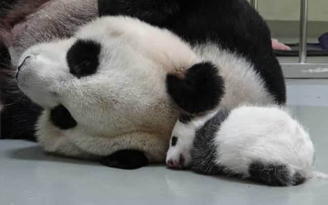 This recent undated handout photograph released by the Taipei City Zoo on August 16, 2013 shows giant panda Yuan Yuan sleeping next to her baby panda at the Taipei City Zoo. Taiwan's first new-born panda stayed overnight for the first time with her doting mother, zoo-keepers said on August 15, following a heartwarming reunion that took place in the international limelight. (Photo by AFP Photo/Taipei City Zoo)