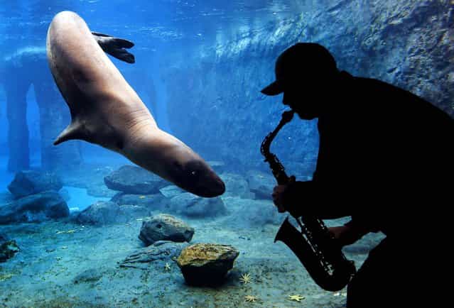 Steve Westnedge plays his saxophone for a Leopard Seal known as [Casey] as part of a study on the animal's reactions to different sounds at Sydney's Taronga Zoo, on August 19, 2013. (Photo by David Gray/Reuters)