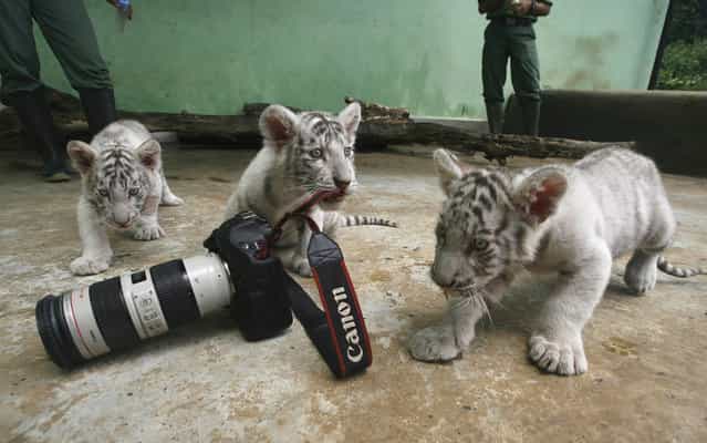 Three Bengal tiger cubs play with a camera at Taman Safari Indonesia in Pasuruan, East Java province August 29, 2013. The zookeepers have to feed the three female cubs, born on July 5, 2013, as their mother has stopped giving them milk, reported local media.(Photo by Sigit Pamungkas/Reuters)