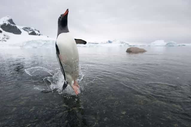 A panicked penguin narrowly escapes the gaping jaws of a hungry seal on Cuverville Island, Antarctica, on August 20, 2013. (Photo by Ben Cranke/Solent)