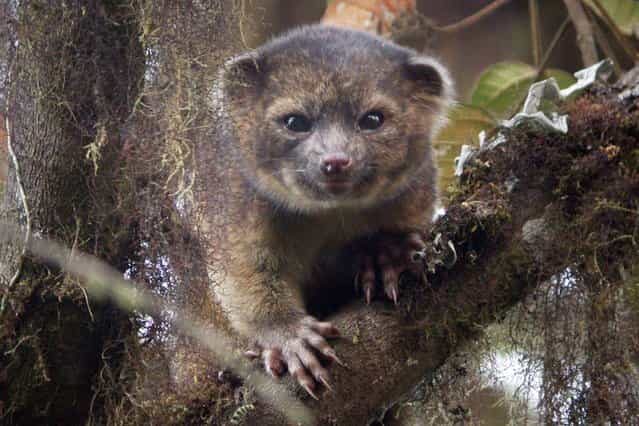 An [Olinguito] (Bassaricyon neblina), described as the first carnivore species to be discovered in the American continents in 35 years, is pictured in a cloud forest in South America, in this photograph released on August 15, 2013. The Smithsonian Institution said on Thursday the new species had been mistaken for similar mammals in the Procyonidae family, which includes raccoons, for decades, and that a team of Smithsonian scientists identified it from overlooked museum specimens and trips to Ecuador. (Photo by Mark Gurney/Reuters/Smithsonian Institution)