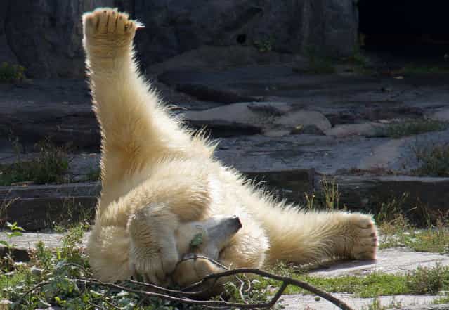 Wolodja, a young male polar bear plays in its enclosure at the animal park in Berlin-Friedrichsfelde, Germany, Friday, August 23, 2013. The two-year-old male bear was born on November 27, 2011 in Moscow and arrived in Berlin on August 9, 2013. In Berlin, Wolodja is meant to be a mate for female polar bear Tonja. (Photo by Susanne Petersohn/AP Photo/DPA)