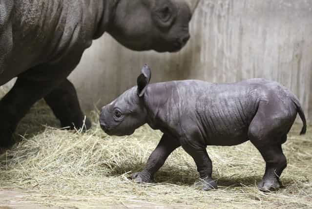 An Eastern black rhinoceros calf and his mother, Kapuki, are seen at the Lincoln Park Zoo in Chicago, Illinois in this handout photo taken August 28, 2013. The calf was born on August 26 and weighed 60 lbs (27.21 kgs) at birth. The Eastern black rhinoceros calf, a critically endangered species, was the first to be born in 24 years, officials said on Thursday. (Photo by Todd Rosenberg/Reuters/The Linc oln Park Zoo)