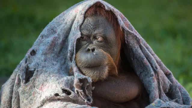An orangutan covers itself with a blanket during winter time at Rio de Janeiro Zoo in Brazil on August 22, 2013. (Photo by Yasuyoshi Chiba/AFP Photo)