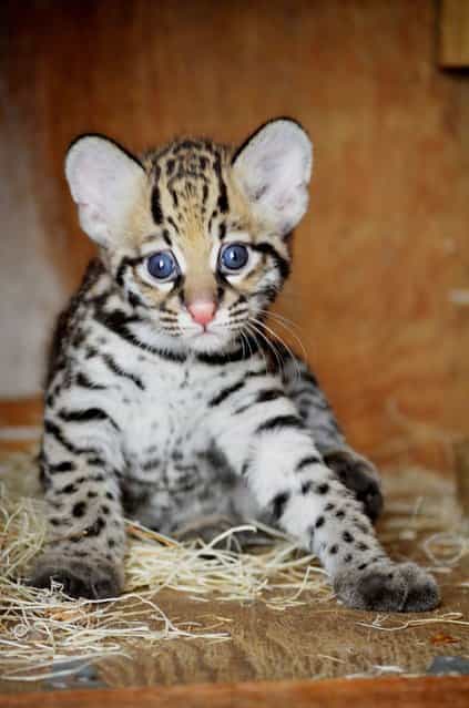 Lindy, an ocelot kitten, leaves her nesting box for the first time on August 14, 2013. Lindy, born June 26, and her parents are part of the Species Survival Plan to assist a decreasing ocelot population. (Photo by The Dallas Zoo via AP Photo)
