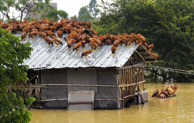 Chickens perch on the roof of a hennery to escape rising floodwaters after Typhoon Utor hit Maoming, Guangzhou province, on August 15, 2013. Over 158,000 people were relocated in southern China ahead of the typhoon's arrival. (Photo by Reuters)