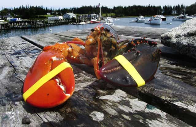 An extremely rare, two-toned, half-orange, half-brown lobster caught off the coast of Maine is pictured in this undated handout photo. The lobster was caught by Jeff Edwards, a lobsterman from Owl's Head, Maine. Scientists say the chances of such a mutation occurring are approximately 1-in-50 million. (Photo by Elsie Mason/Ship to Shore Lobster Co.)