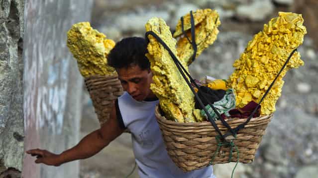 A miner carries baskets of sulphur (sulfur) stones out of the crater at the Kawan Ijen volcano in East Java, Indonesia, on Friday, August 16, 2013. Miners collect sulphur from the active volcano daily to sell to local factories where it is used to refine sugar, make matches and medicines. (Photo by Angel Navarrete/Bloomberg)