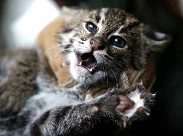 A zoo keeper holds one of three eight week old fishing cat cubs at the Zoo in Duisburg, Germany, on Wednesday, August 28, 2013. The cubs with webs on their paws are quite rare and belong to a threatened species. The cats are able to swim to chase for fish. (Photo by FrankAugstein/AP Photo)