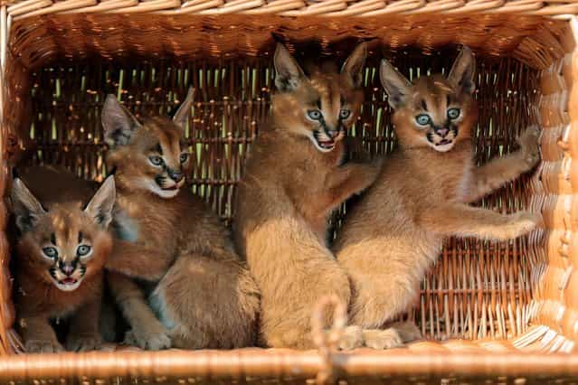 Four caracal cubs sit in a basket as they are presented to media for the first time at the Animal Park Zoo in Berlin, Friday, August 30, 2013. The caracals, also known as desert lynxes, were born in the Zoo on July 21, 2013. (Photo by Markus Schreiber/AP Photo)