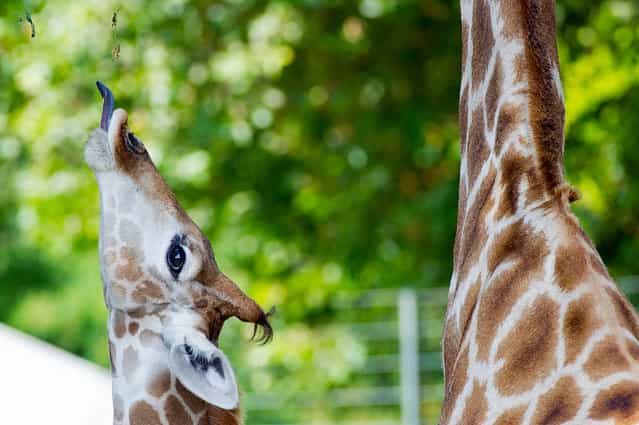 A young giraffe tries to reach food with its tongue at the Zoo in Dortmund, Germany, 29 August 2013. A second full grown giraffe stands next to it. (Photo by Jan-Philipp Strobel/EPA)