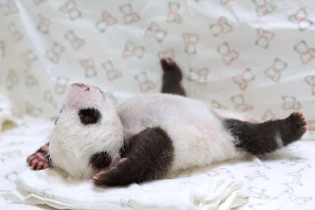 A newly born panda cub at the Zoo in Taipei, on August 21, 2013. (Photo by AFP Photo/Getty Images)