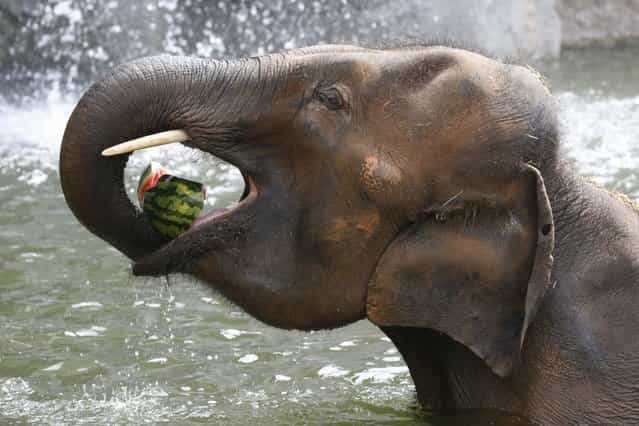 An Asian elephant eats a watermelon on a hot day at the Everland amusement park in Yongin, on August 11, 2013. (Photo by /Lee Jae-Won/Reuters)