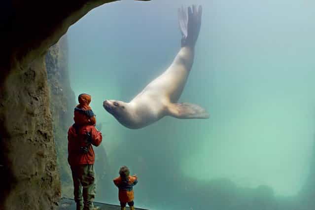 A friendly seal appears to kiss the glass of its aquarium tank as an excited young boy holds out a welcoming hand in Portland, Oregon, on August 28, 2013. (Photo by Renae Smith/Solent News)