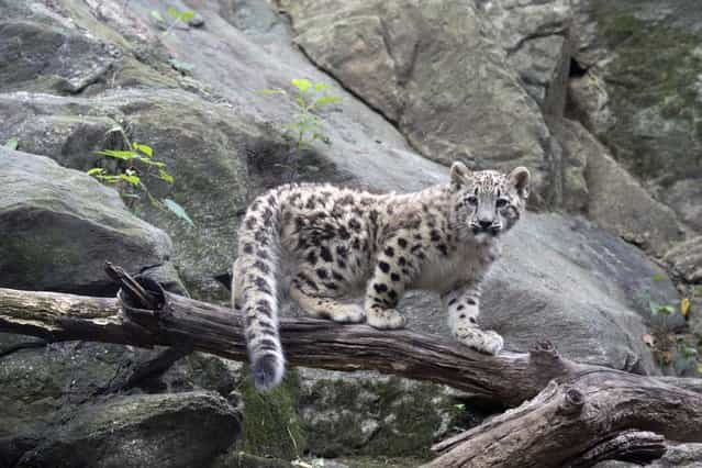 A snow leopard cub born on April 9 is seen in his enclosure in the Himalayan Highlands exhibit at the Bronx Zoo in New York, on August 28, 2013. (Photo by Julie Larsen Maher/Reuters)
