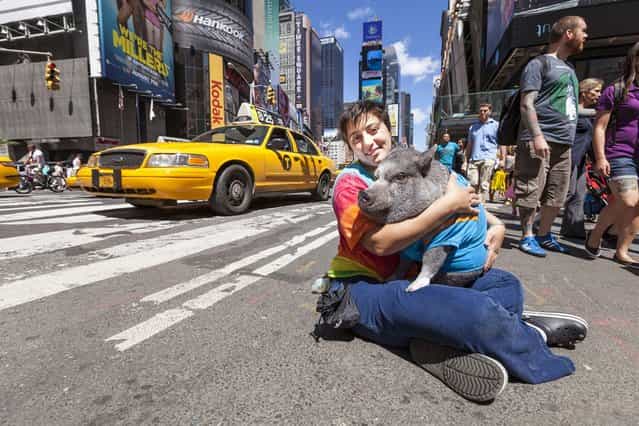 Nadine Darsanlal with her pet service pig in New York City, on August 15, 2013. Emotional support animal, Wilbur, accompanies Nadine, a disabled Navy veteran, everywhere she goes, providing therapeutic benefits through companionship and affection. (Photo by Alexandre Ayer/Barcroft Media)