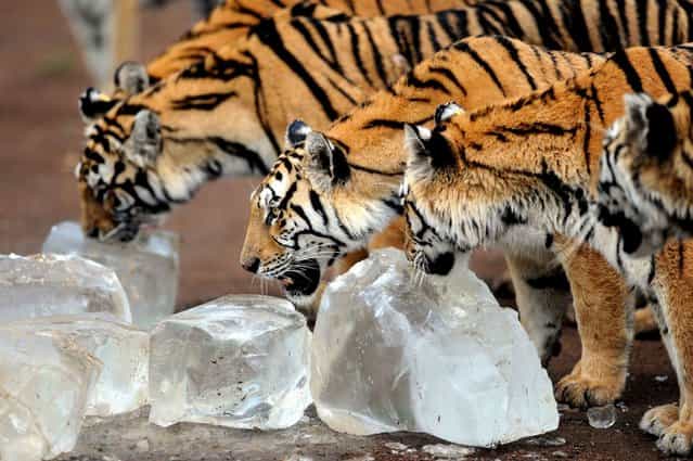 An ambush of Siberian tigers lick ice cubes to cool off in Guaipo Siberian Tiger Park in Shenyang, northeast China's Liaoning province, on August 15, 2013. (Photo by AFP Photo)
