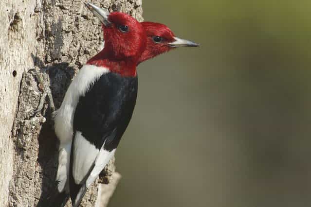 Woodpeckers are like buses, you wait all day and suddenly two come along at the same time! Photographer Marina Scarr snapped what appears to be a red-headed woodpecker with two heads, on August 16, 2013. (Photo by Marina Scarr/Caters News)