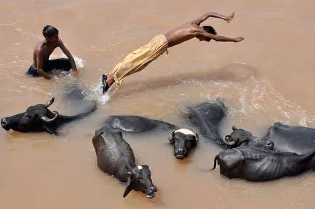 An Indian nomad herder leaps off the back of a water buffalo into the flooded waters of the River Tawi on the outskirts of Jammu, India, on August 25, 2013. (Photo by AFP Photo/Getty Images)