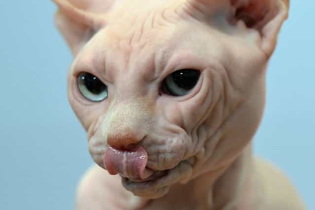 A sphynx cat is pictured during the [Dog & Cat] pet fair in Leipzig, Germany, on August 25, 2013. (Photo by Hendrik Schmidt/AFP/Getty Images)