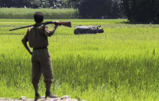 A forest guard looks at an one-horned rhinoceros in a paddy field at Rajbhoral village in Sonitpur district of Assam state, India, on August 20, 2013. The Rhino strayed away from the nearby Kaziranga National Park. Assam is home for the world's largest concentration of rhinos. (Photo by Anupam Nath/Assoicated Press)