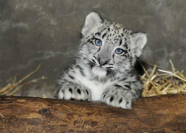 A 2-month-old snow leopard cub is photographed by the press at the Brookfield Zoo in Illinois. The cub was born on June 13. (Photo by Chicago Zoological Society via Reuters)