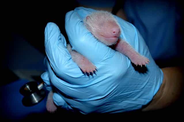 The giant panda cub born on August 23 at the Smithsonian's National Zoo receives an exam from animal care staff in Washington, DC. Chief veterinarian Suzan Murray reports that the cub is robust, has a steady heartbeat, a full belly (is nursing well), and has successfully passed fecals. (Photo by Courtney Janney/ Smithsonian's National Zoo)