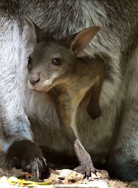 A young red kangaroo looks out from its mother's pouch at the Hanover Zoo in Germany on August 27, 2013. (Photo by Holger Hollemann/AFP Photo)