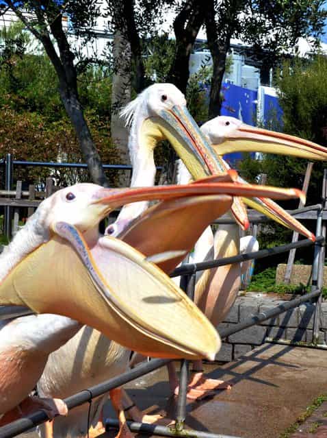 Pelicans wait for food with open beaks during feeding time in the bird park in Yokohama, Japan, on August 21, 2013. (Photo by AFP Photo)