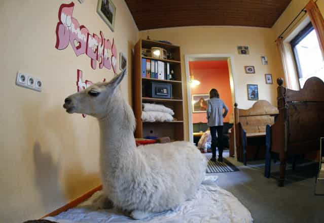 A three-year old llama [Socke] lies in a dining room in the western German town of Muelheim January 14, 2009. [Socke] has lived in the house of her owner Nicole Doepper since its birth, when it was injured by other animals and had a leg amputated. (Photo by Ina Fassbender/Reuters)