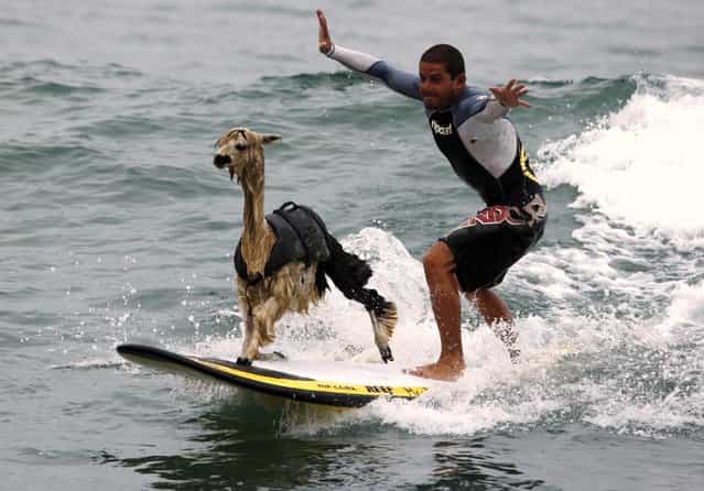 Peruvian surfer Domingo Pianezzi rides a wave with his alpaca Pisco at San Bartolo beach in Lima March 16, 2010. Pianezzi has spent a decade training dogs to ride the nose of his board when he catches waves, and now he is the first to do so with an alpaca. (Photo by Pilar Olivares/Reuters)